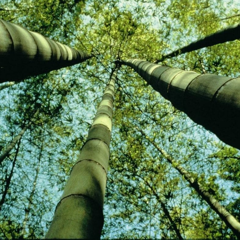 Bamboestokken in het bos