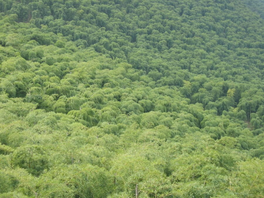 forêt bambou