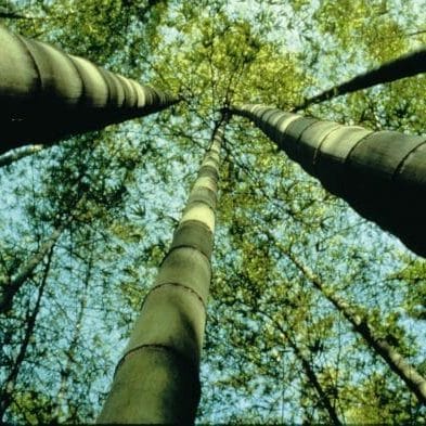 Bambou sur pied arrivant à maturité